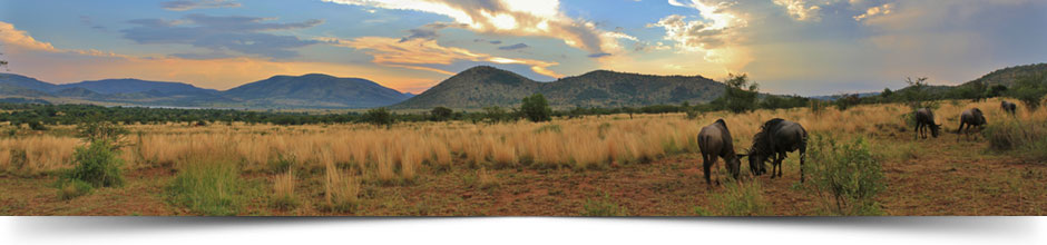 Pilanesberg-National-Park