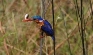 King Fisher