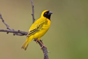 Southern Masked Weaver