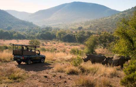 Bakubung-Game-Drive-Rhino-web
