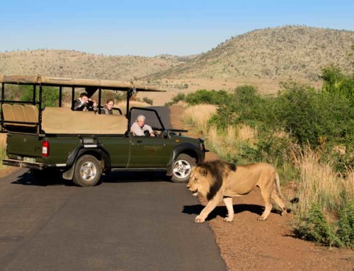 Responsible game driving in Pilanesberg