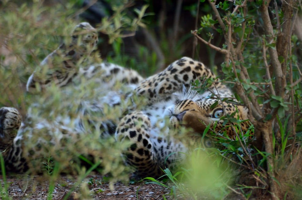 A leopard relaxing in the sizzle