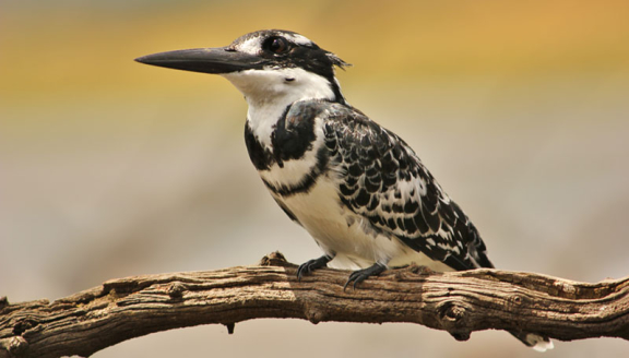 Kingfisher-Pilnesberg