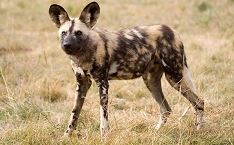 makanyane