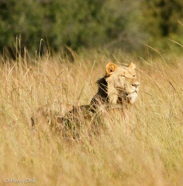 Lion