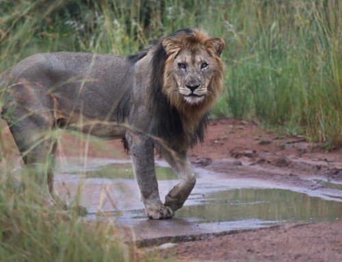 Heritage Walk to Connect People with Nature