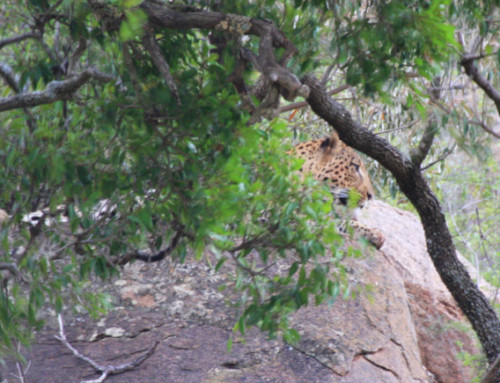 Spotting the Elusive Leopard in Pilanesberg