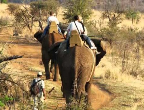 Sun City Elephants to Retire to Pilanesberg?