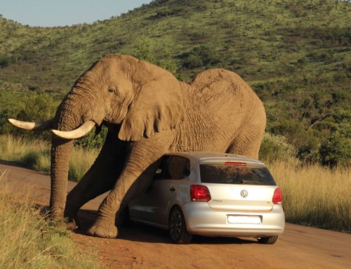 Elephant Gets Friendly With VW in Pilanesberg