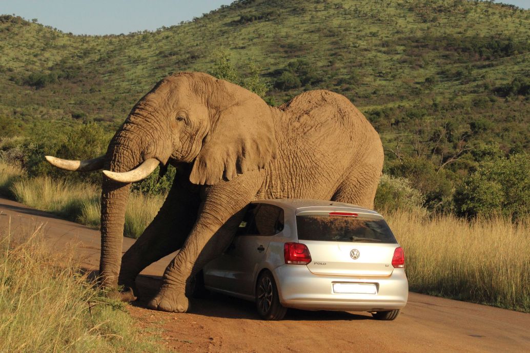 Pilanesberg National Park, North West: Wildlife Encounters, Conservation, and Visitor Safety https://www.pilanesbergnationalpark.org/wp-content/uploads/2014/08/elephant-car-pilanesberg.jpg?utm_source=chatgpt.com