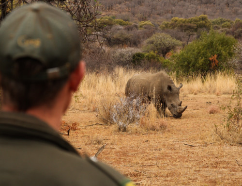 Balloon Artists Help Pilanesberg’s Rhinos