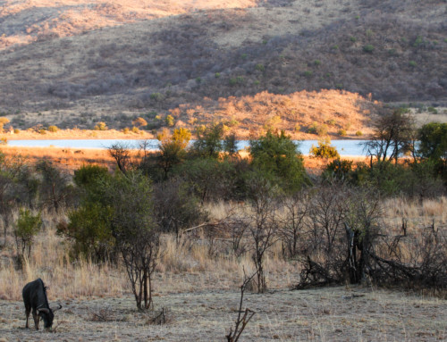 A Wild Week in the Pilanesberg