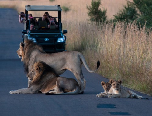 4 reasons to visit Pilanesberg this winter