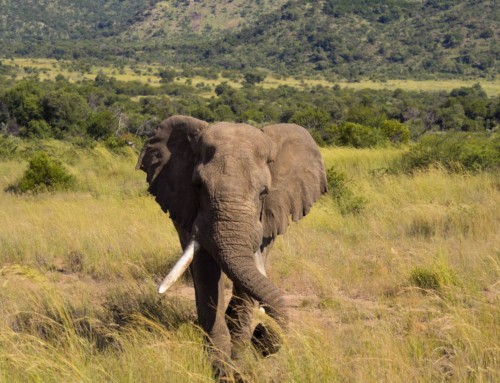 5 Reasons to Visit North West Province Now