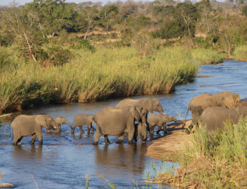 Elephant corridors essential for the species and environment