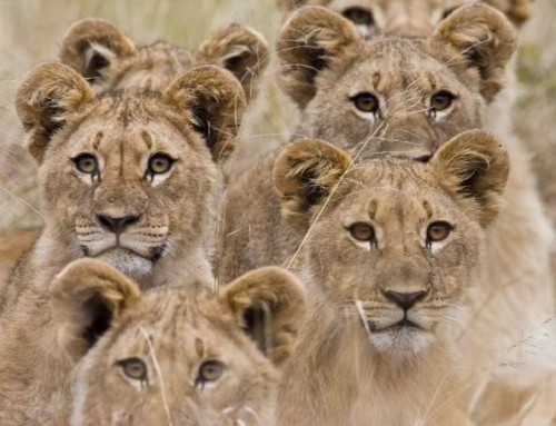 The best of Pilanesberg on Instagram last week – 5 August 2016