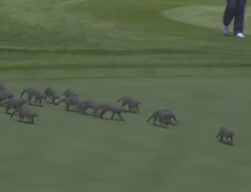 Pilanesberg mongooses stop play at Sun City