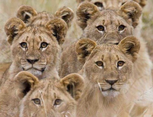 January’s best of Pilanesberg on Instagram