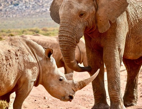 The terrifying truth of losing our keystone species