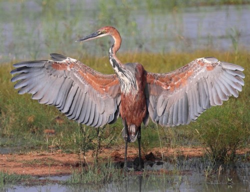 Pilanesberg – A Bird Lover’s Haven!