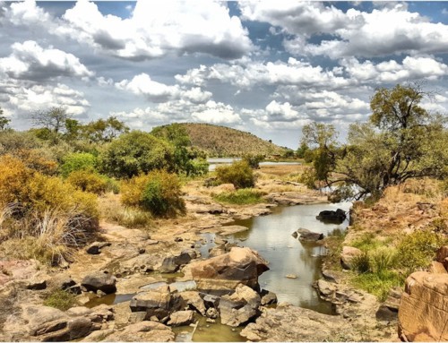 Traveller Tails: Green, gold and patriotism in the Pilanesberg