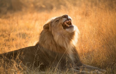 NKALA-0260